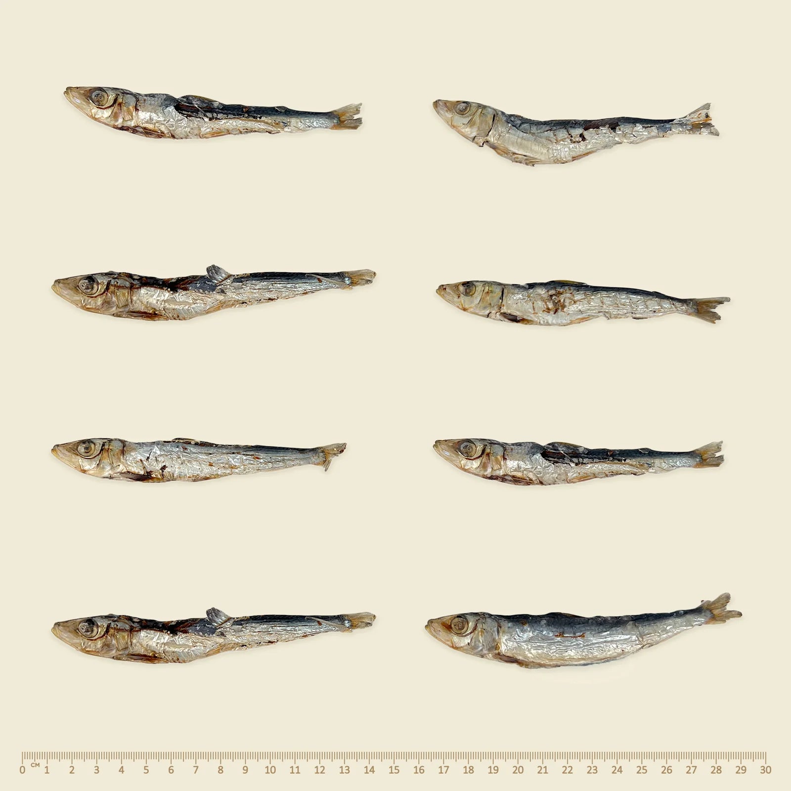 Southern Ocean Pilchards (100g)